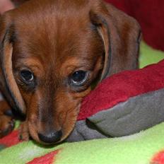 Miniature gravhund Futte's Charlie Fandango