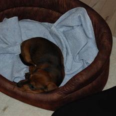 Miniature gravhund Futte's Charlie Fandango