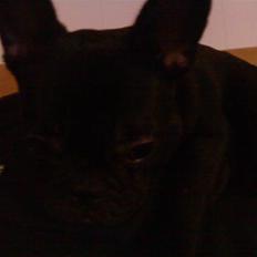 Fransk bulldog Trunte