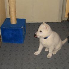 Hvid Schweizisk Hyrdehund Nice' nwise Calvin