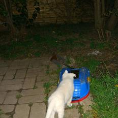 Hvid Schweizisk Hyrdehund Nice' nwise Calvin