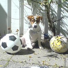 Dansk svensk gaardhund Max