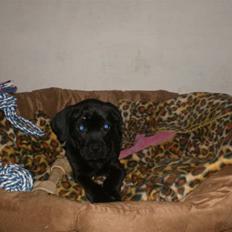 Blanding af racer Thyra (Boxer/Labrador)