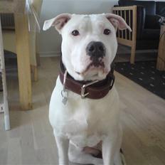 Amerikansk staffordshire terrier Lilly