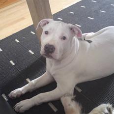 Amerikansk staffordshire terrier Lilly