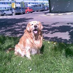 Golden retriever Cæsar R.I.P min stjerne
