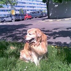 Golden retriever Cæsar R.I.P min stjerne