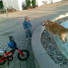 Golden retriever Cæsar R.I.P min stjerne