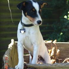 Dansk svensk gaardhund nuggi