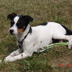 Dansk svensk gaardhund nuggi