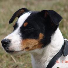 Dansk svensk gaardhund nuggi