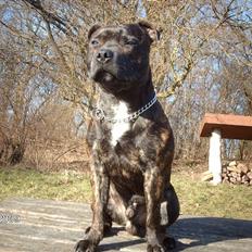 Staffordshire bull terrier $$Cæzar$$