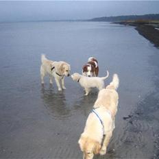 Golden retriever Walter