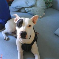 Amerikansk staffordshire terrier cleo