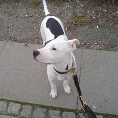 Amerikansk staffordshire terrier cleo