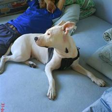 Amerikansk staffordshire terrier cleo