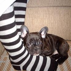 Fransk bulldog Lancomes Alba