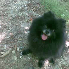 Pomeranian Tess, Himmelhund 19/2-10