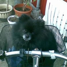 Pomeranian Tess, Himmelhund 19/2-10