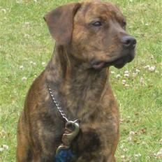 Amerikansk staffordshire terrier Mario R,I,P