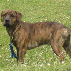 Amerikansk staffordshire terrier Mario R,I,P