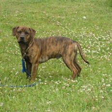 Amerikansk staffordshire terrier Mario R,I,P