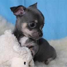 Chihuahua Oskar Latigo Berg