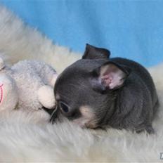 Chihuahua Oskar Latigo Berg