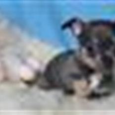 Chihuahua Oskar Latigo Berg