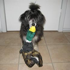 Chinese crested powder puff Bandit SOLGT