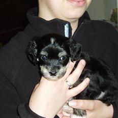 Chinese crested powder puff Bandit SOLGT