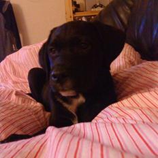 Blanding af racer Diego R:I:P