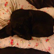 Blanding af racer Diego R:I:P