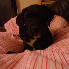 Blanding af racer Diego R:I:P