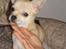Chihuahua Chilli