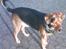 Blanding af racer Snøvsen (Mors hund)