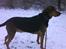 Blanding af racer Snøvsen (Mors hund)
