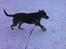 Blanding af racer Snøvsen (Mors hund) - I sneen, bemærk tungen.