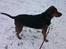 Blanding af racer Snøvsen (Mors hund)
