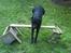 Labrador retriever Frodo - Spring!