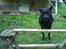 Labrador retriever Frodo - Spring!