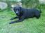 Labrador retriever Frodo - Nuuurh<3<3