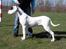 Dogo argentino PPC Heffer