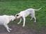 Dogo argentino PPC Heffer