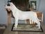Dogo argentino PPC Heffer