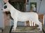 Dogo argentino PPC Heffer