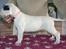 Dogo argentino PPC Heffer
