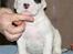 Dogo argentino PPC Heffer