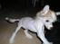 Chinese crested hårløs Penni R.I.P.
