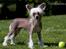 Chinese crested hårløs Penni R.I.P. - Smukke Penni